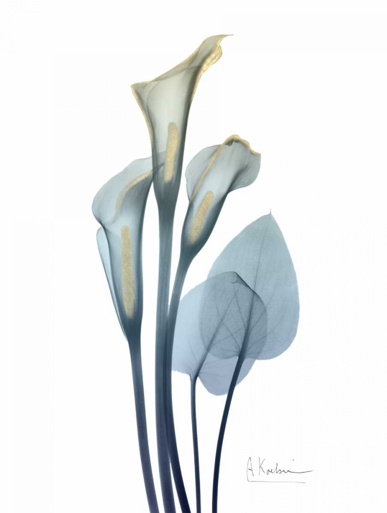 Gold Splash Calla Lily 2 art print by Albert Koetsier for $57.95 CAD