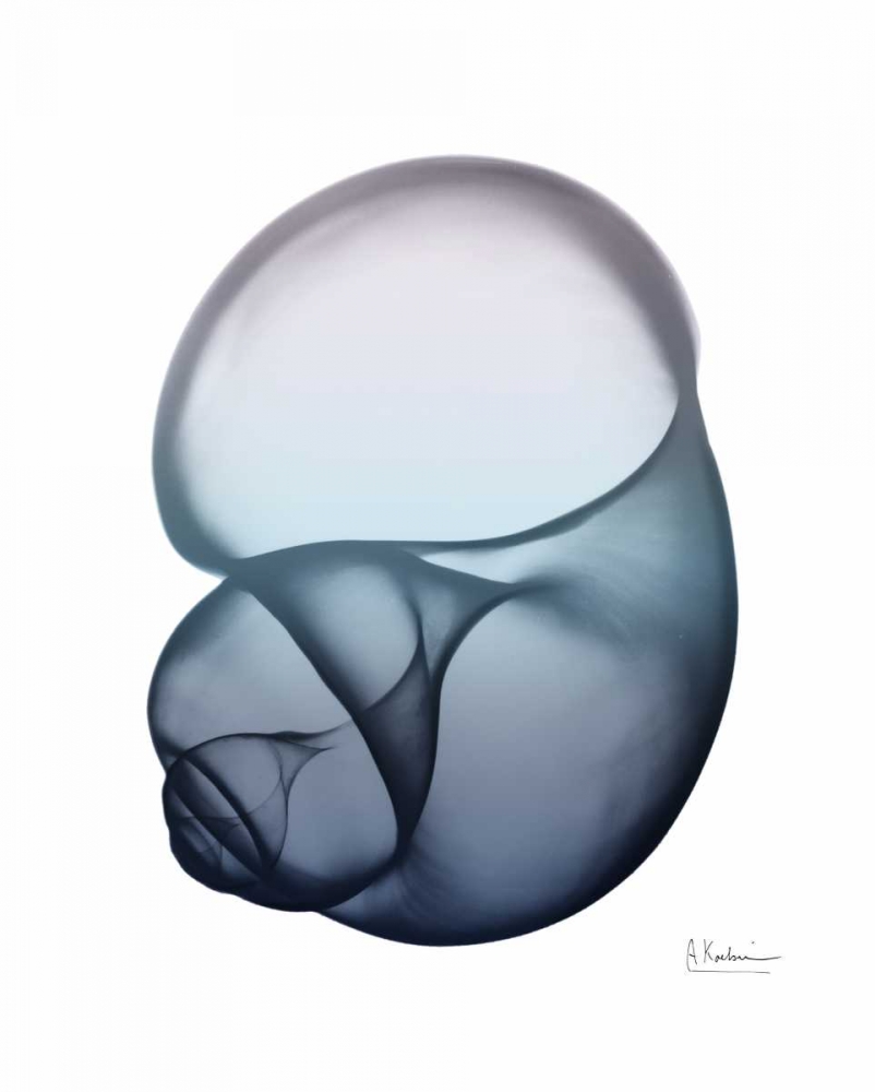 Lavender Snail 1 art print by Albert Koetsier for $57.95 CAD
