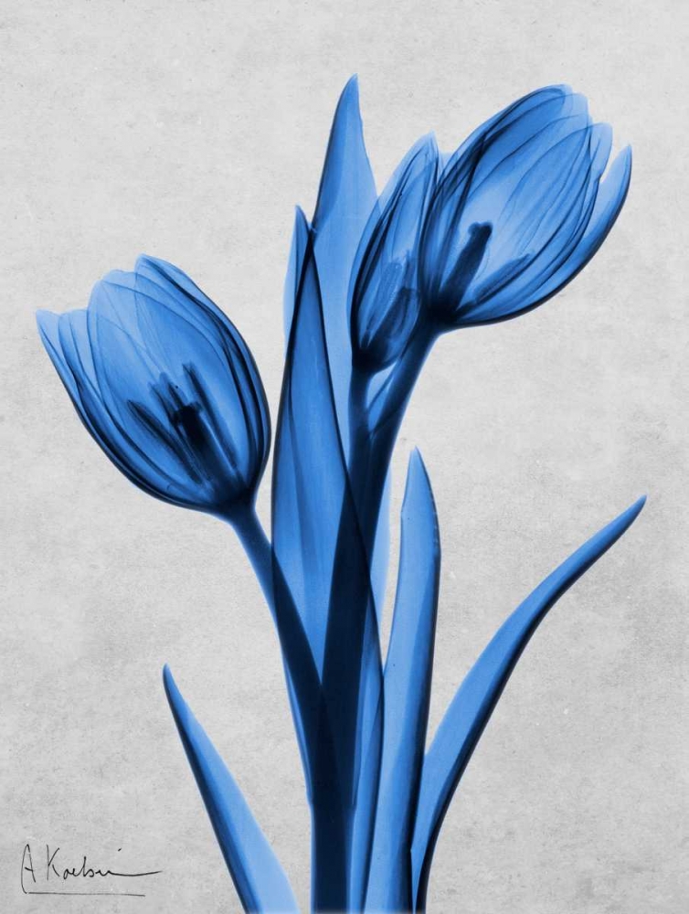 Midnight Tulips art print by Albert Koetsier for $57.95 CAD