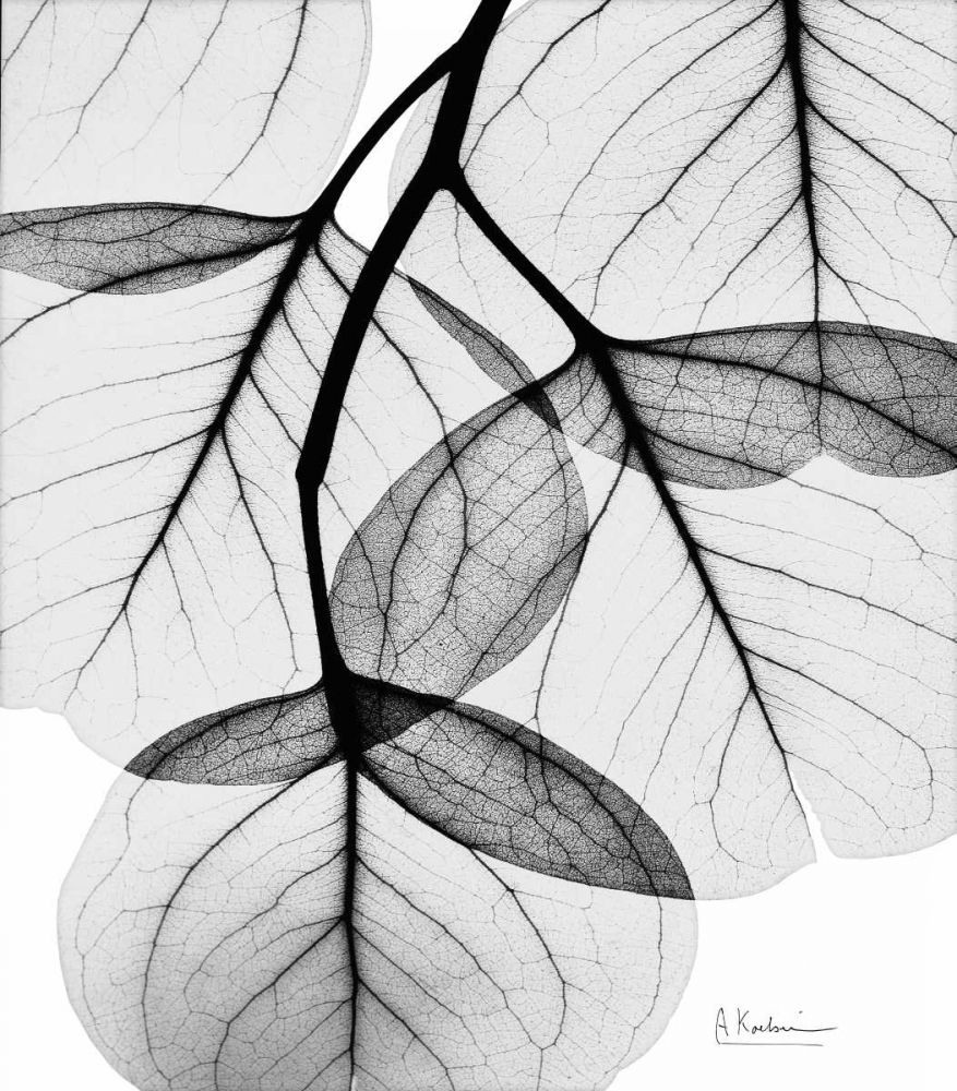 Silver Age Eucalyptus art print by Albert Koetsier for $57.95 CAD