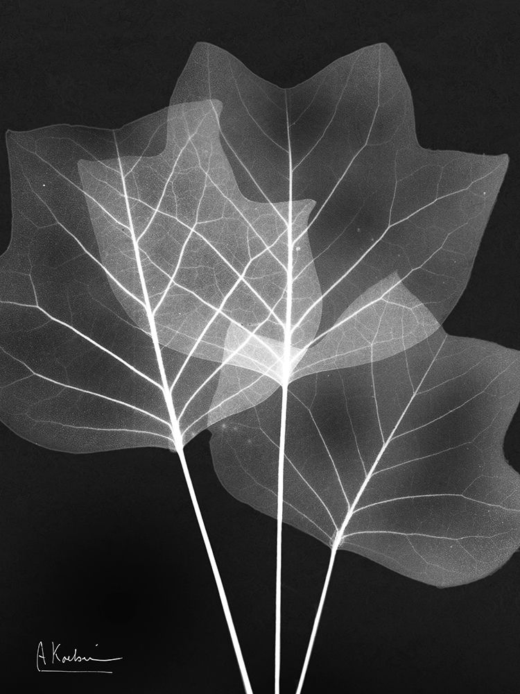 Extravagant Tulip Tree art print by Albert Koetsier for $57.95 CAD