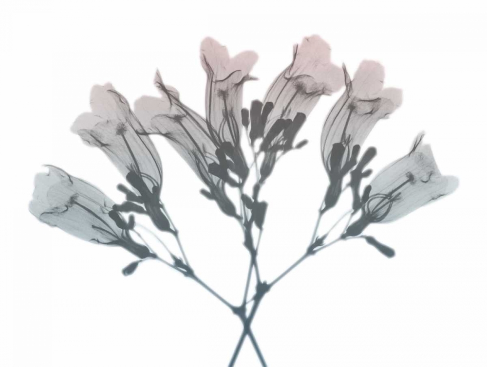 Blooming Jacaranoa 2 art print by Albert Koetsier for $57.95 CAD