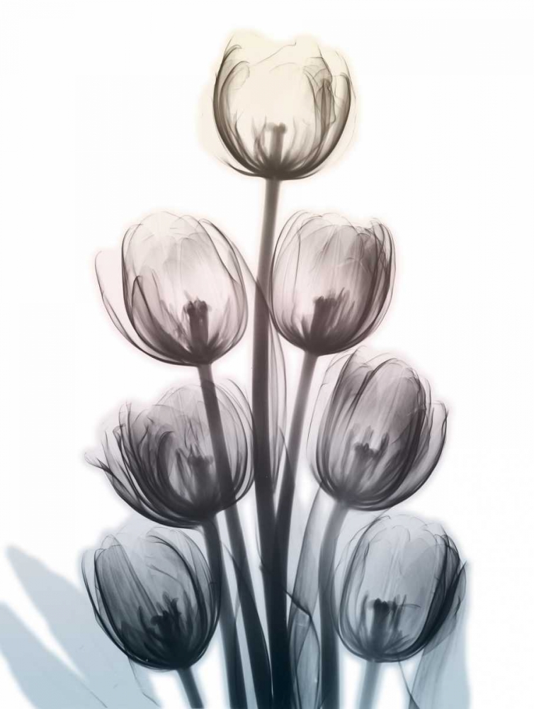 Springing Tulips art print by Albert Koetsier for $57.95 CAD