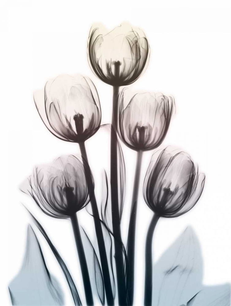 Springing Tulips 2 art print by Albert Koetsier for $57.95 CAD