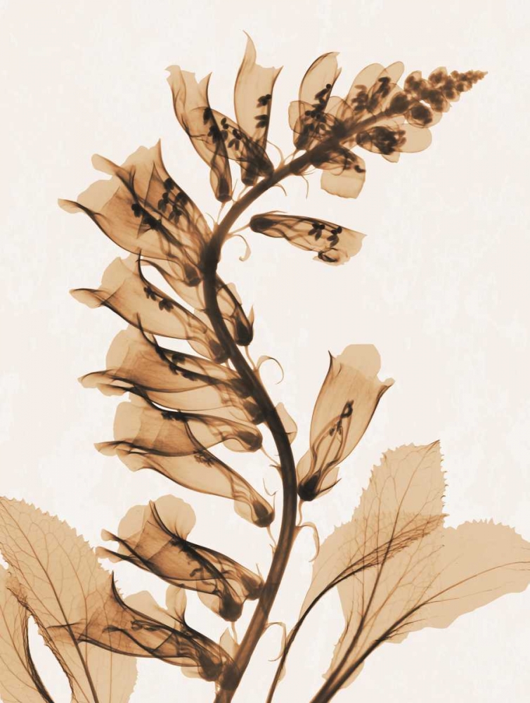Aged Fox Glove art print by Albert Koetsier for $57.95 CAD