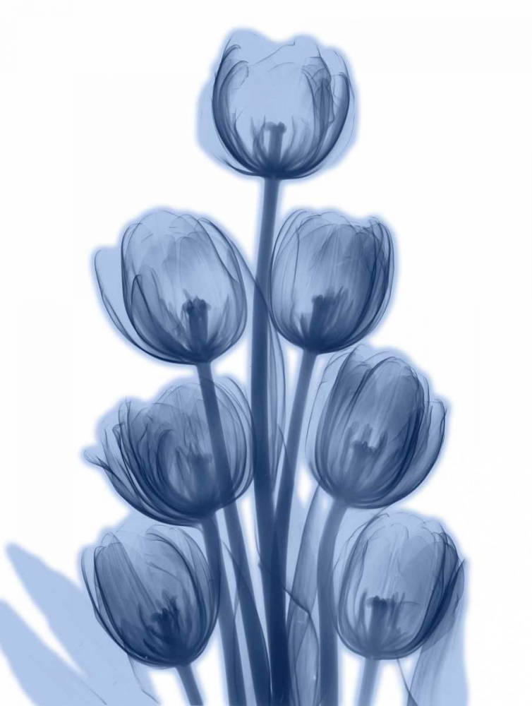 Indigo Spring Tulips art print by Albert Koetsier for $57.95 CAD
