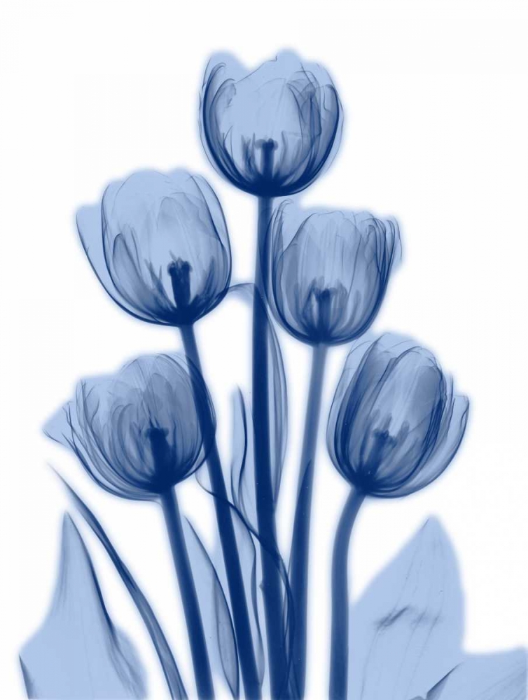 Indigo Spring Tulips 2 art print by Albert Koetsier for $57.95 CAD