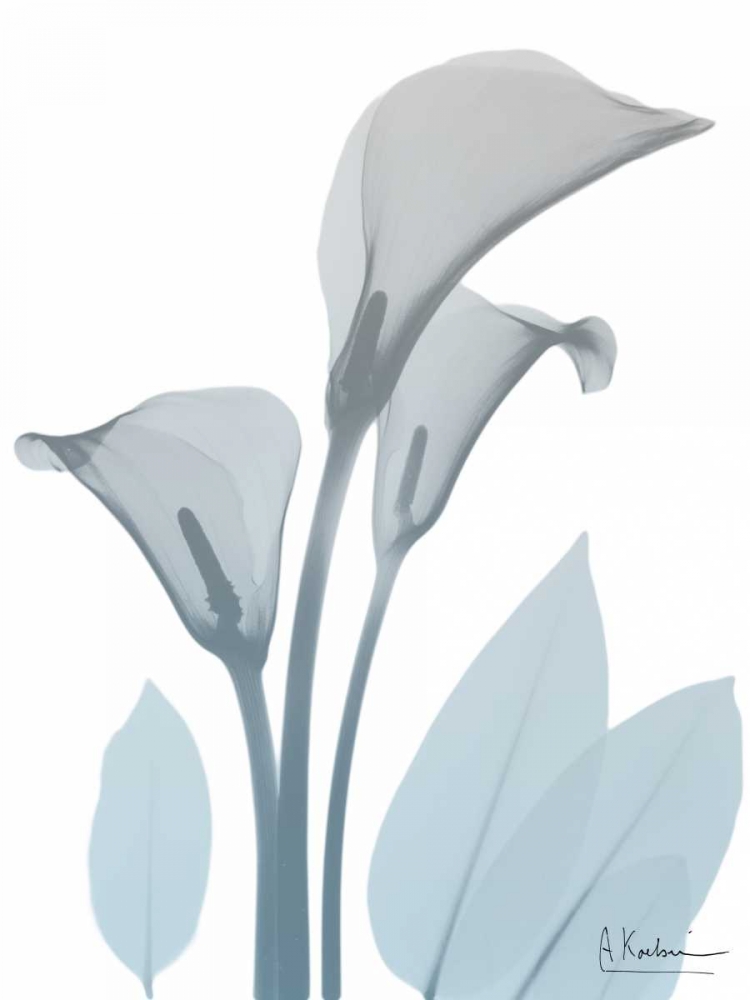 Serene Calla Lily art print by Albert Koetsier for $57.95 CAD
