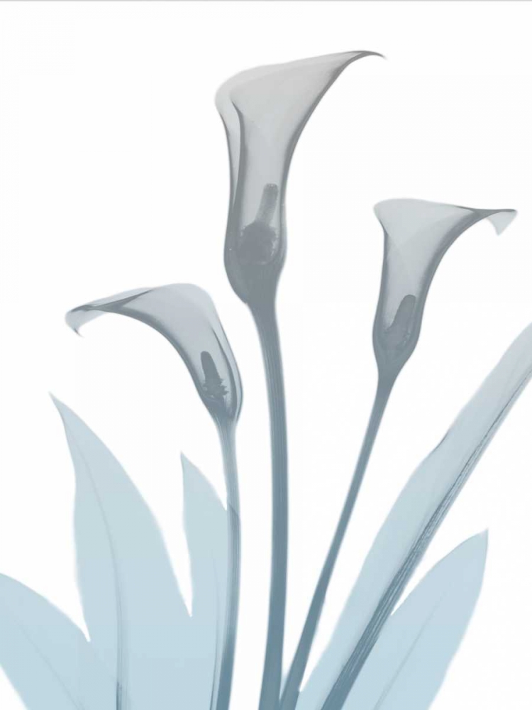 Serene Calla Lily 2 art print by Albert Koetsier for $57.95 CAD