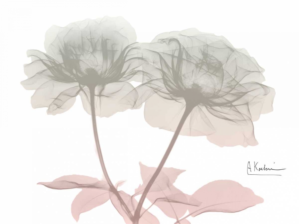 Serenity Double Rose art print by Albert Koetsier for $57.95 CAD