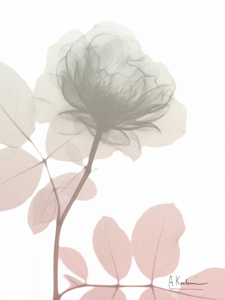 Serenity Rose art print by Albert Koetsier for $57.95 CAD