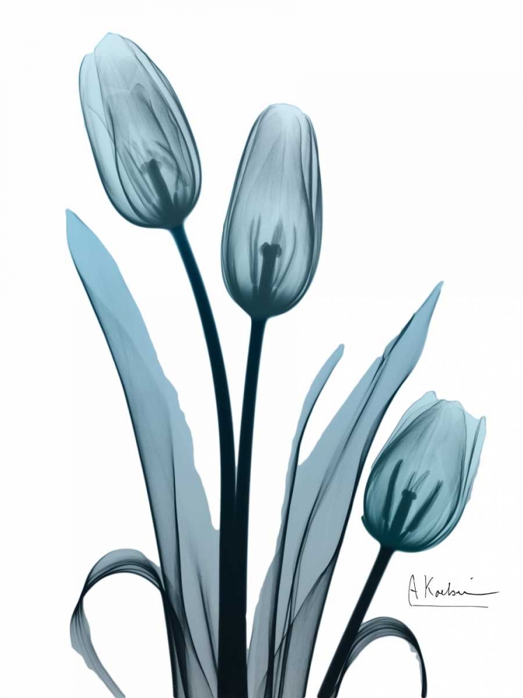 Midnight Sky Tulip Trio art print by Albert Koetsier for $57.95 CAD