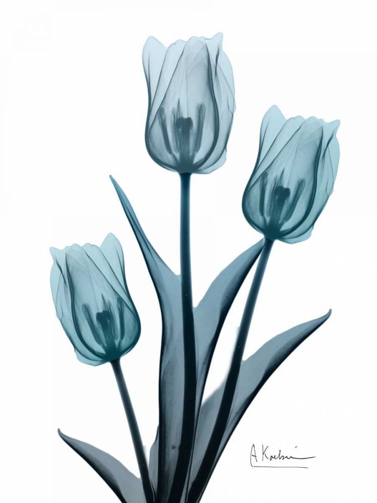 Midnight Sky Tulip Trio 2 art print by Albert Koetsier for $57.95 CAD