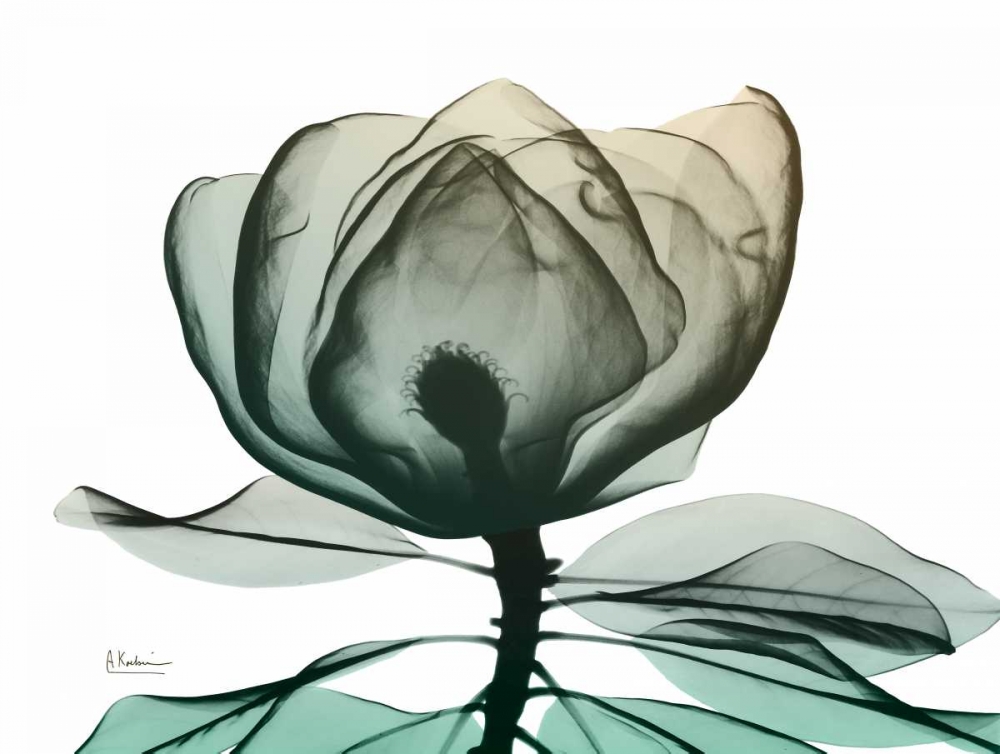 Emerald Magnolia 1 art print by Albert Koetsier for $57.95 CAD
