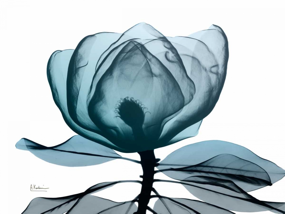 Midnight Magnolia 1 art print by Albert Koetsier for $57.95 CAD