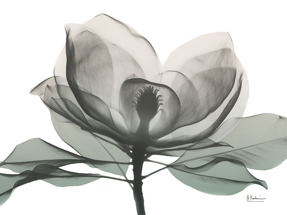 Sage Magnolia 1 art print by Albert Koetsier for $57.95 CAD
