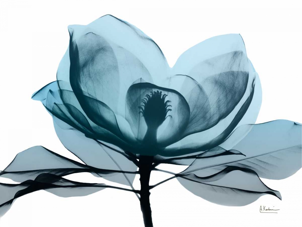 Midnight Magnolia 2 art print by Albert Koetsier for $57.95 CAD