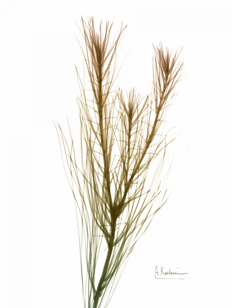 Autumn Botanical art print by Albert Koetsier for $57.95 CAD
