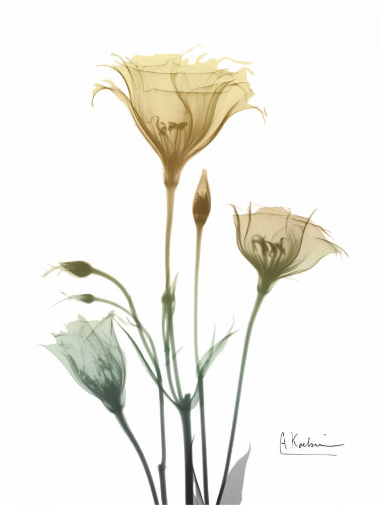 Ocre Bloom 1 art print by Albert Koetsier for $57.95 CAD