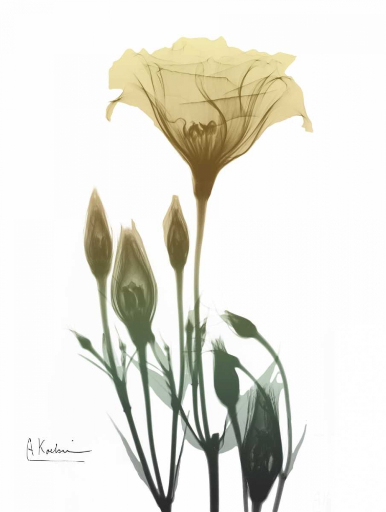 Ocre Bloom 2 art print by Albert Koetsier for $57.95 CAD
