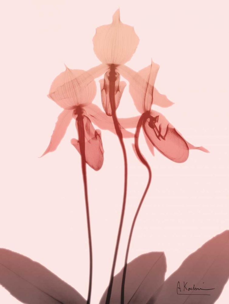Furiosa Orchid art print by Albert Koetsier for $57.95 CAD