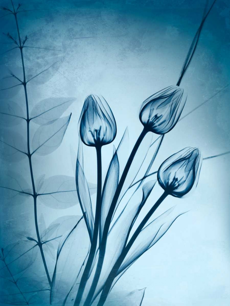 Cerulean Dawn art print by Albert Koetsier for $57.95 CAD