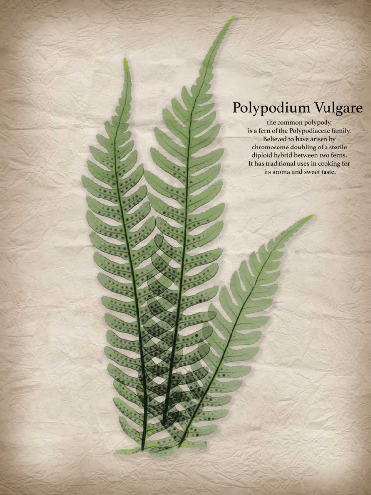 Parchment Fern art print by Albert Koetsier for $57.95 CAD