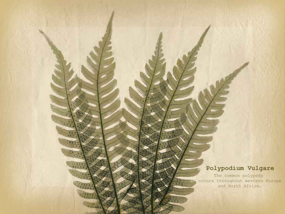 Parchment Fern 2 art print by Albert Koetsier for $57.95 CAD