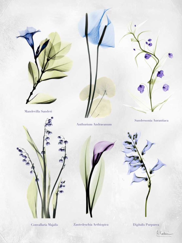 Vast Botanicals art print by Albert Koetsier for $57.95 CAD