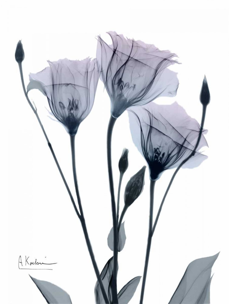 Midnight Gentian 1 art print by Albert Koetsier for $57.95 CAD