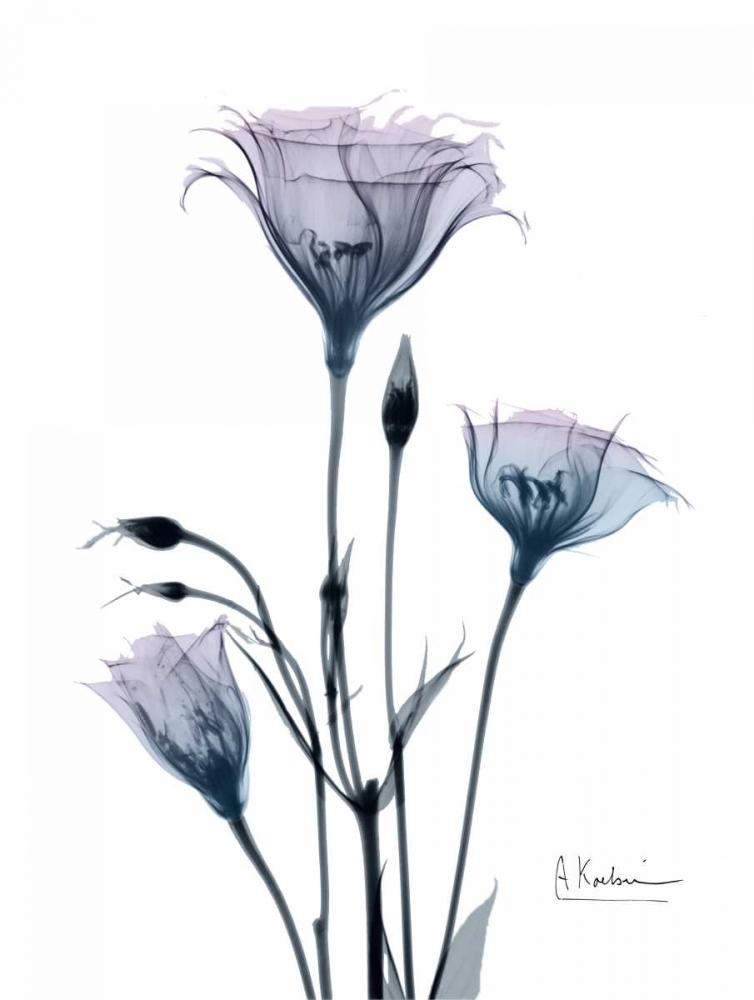 Midnight Gentian 2 art print by Albert Koetsier for $57.95 CAD