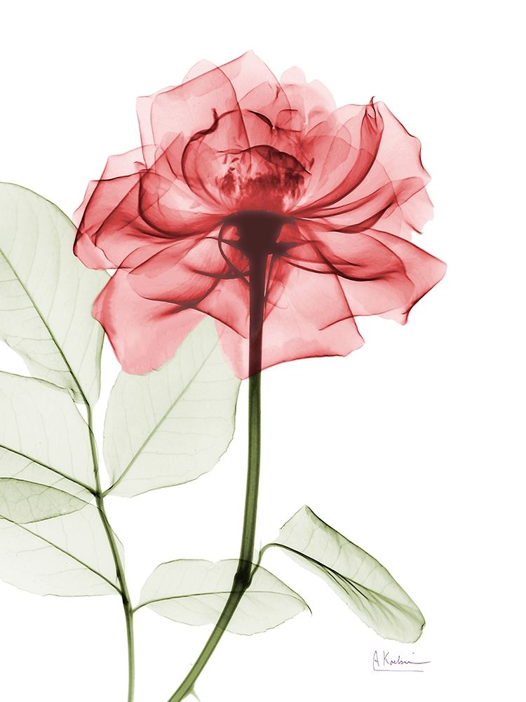 Rosey Red Trance art print by Albert Koetsier for $57.95 CAD