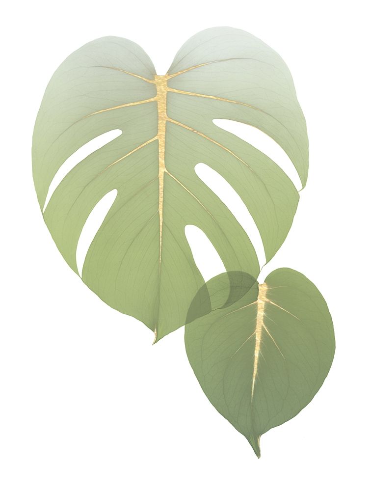 Golden Philodendron art print by Albert Koetsier for $57.95 CAD