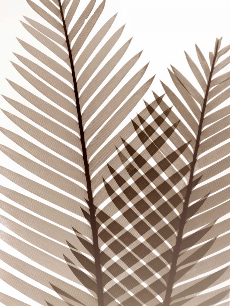 Earthly Fern 1 art print by Albert Koetsier for $57.95 CAD