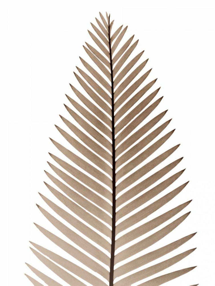 Earthly Fern 2 art print by Albert Koetsier for $57.95 CAD