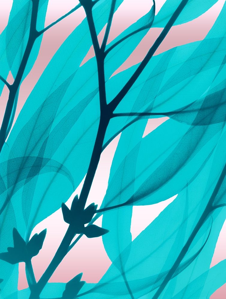 Eucalyptus Cotton Candy art print by Albert Koetsier for $57.95 CAD