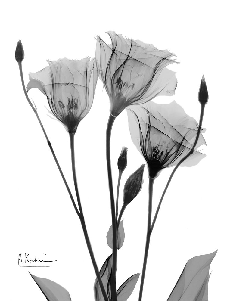 Night Gentian 1 art print by Albert Koetsier for $57.95 CAD