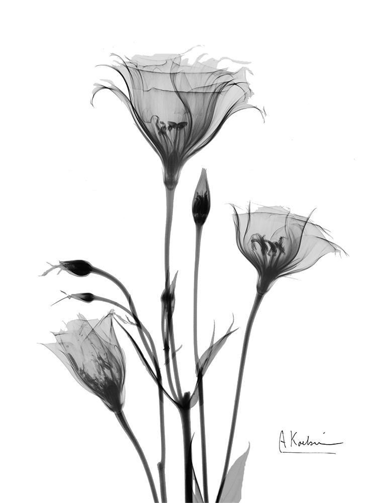 Night Gentian 2 art print by Albert Koetsier for $57.95 CAD