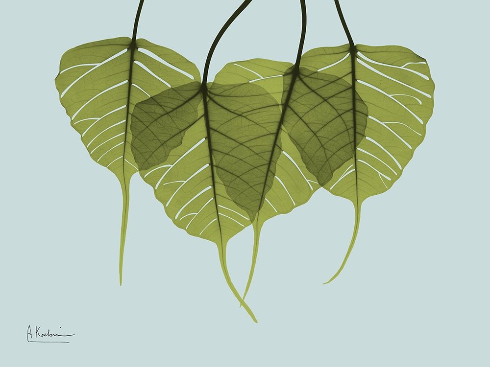 Bodhi Tree Quartet art print by Albert Koetsier for $57.95 CAD