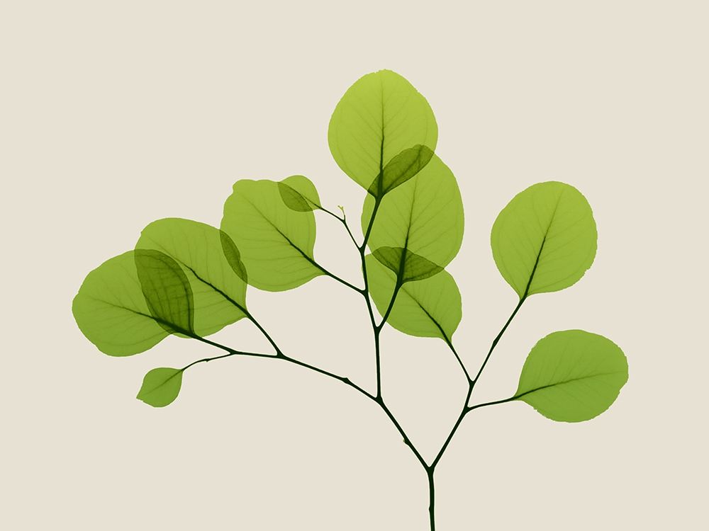 Natural Greenery 2 art print by Albert Koetsier for $57.95 CAD