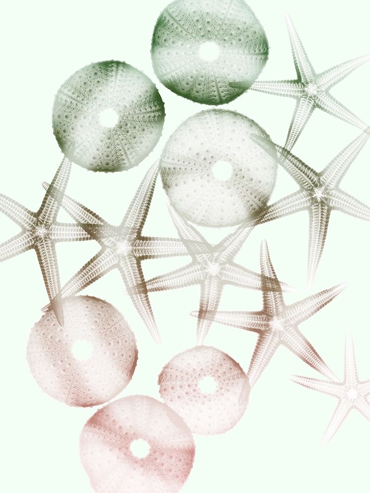 Sweet Starfish 1 art print by Albert Koetsier for $57.95 CAD