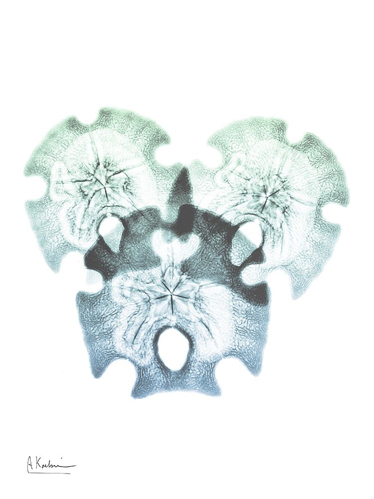 Shimmering Sand Dollars art print by Albert Koetsier for $57.95 CAD