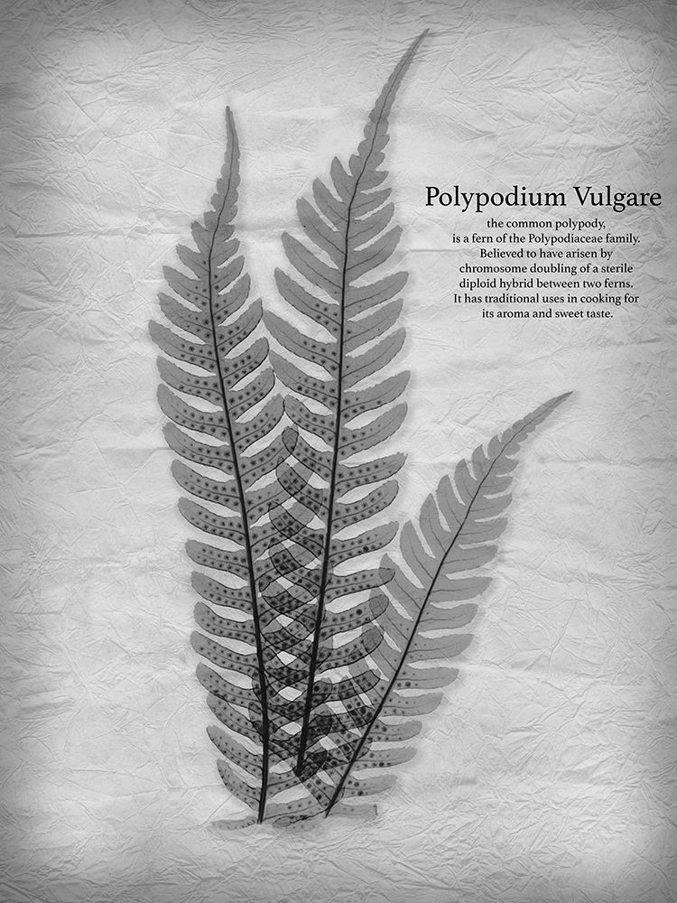 Vintage Fern 1 art print by Albert Koetsier for $57.95 CAD
