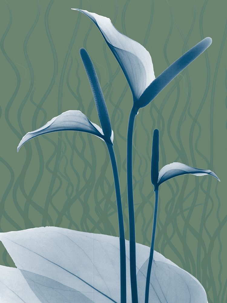 Blue Sage Dawn 2 art print by Albert Koetsier for $57.95 CAD
