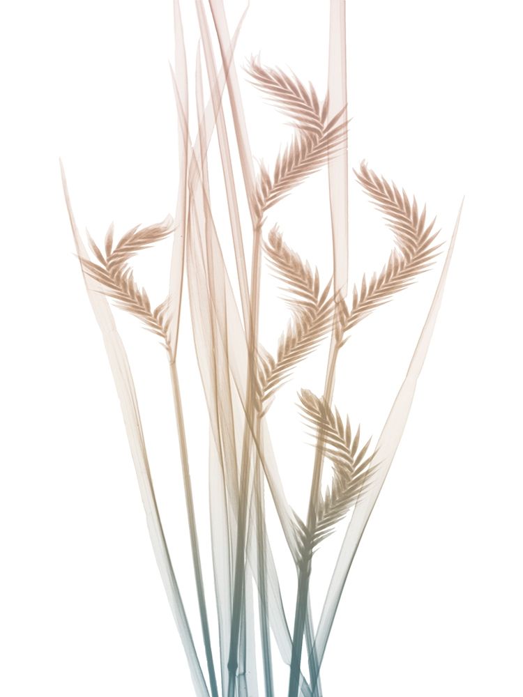 Neutral Dawn 1 art print by Albert Koetsier for $57.95 CAD