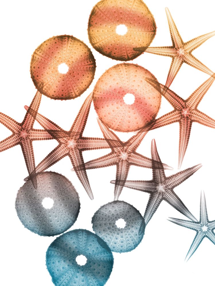 Jolly Starfish 1 art print by Albert Koetsier for $57.95 CAD