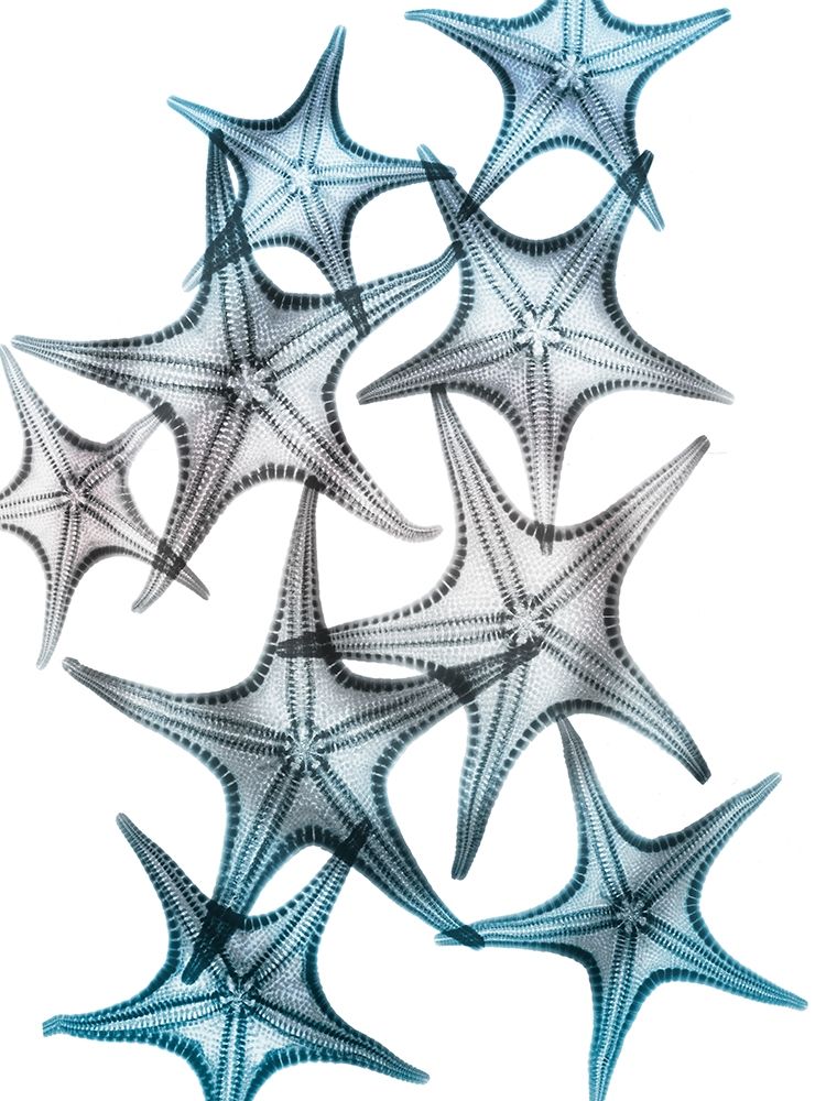 Blue Hue Starfish 2 art print by Albert Koetsier for $57.95 CAD