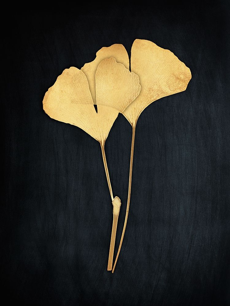 Midas Ginkgo i art print by Albert Koetsier for $57.95 CAD