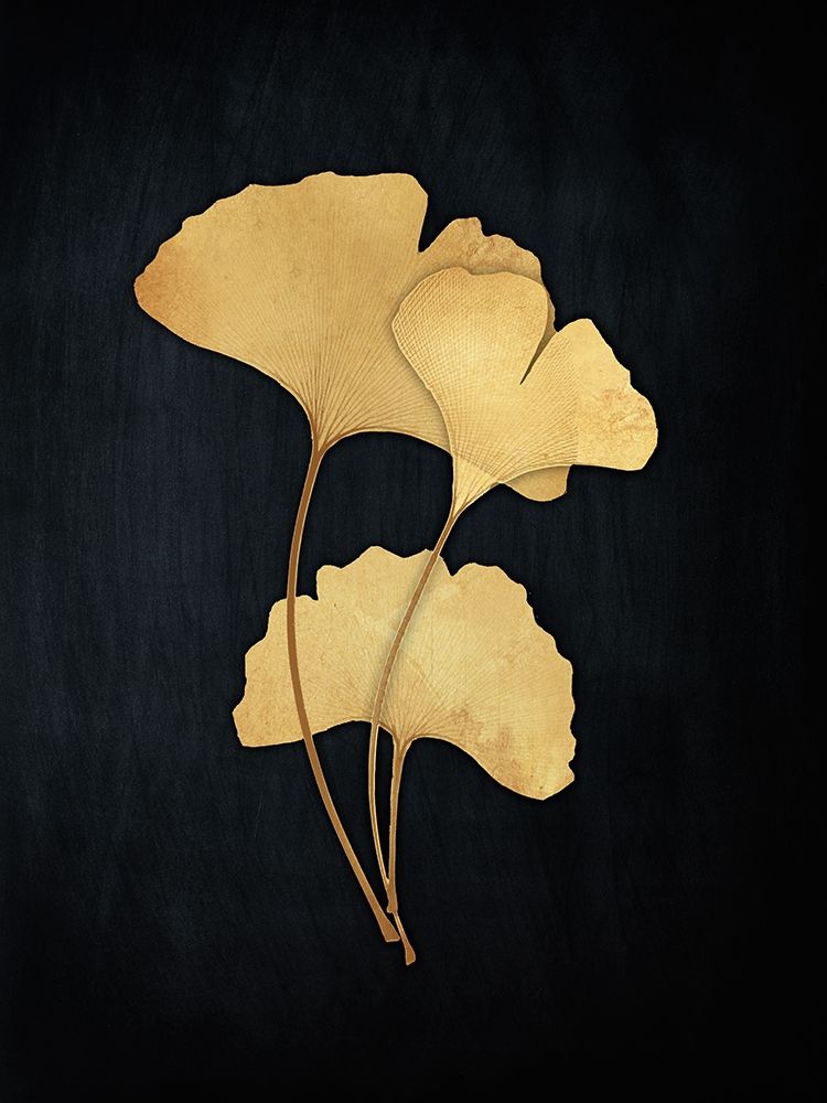 Midas Ginkgo 2 art print by Albert Koetsier for $57.95 CAD