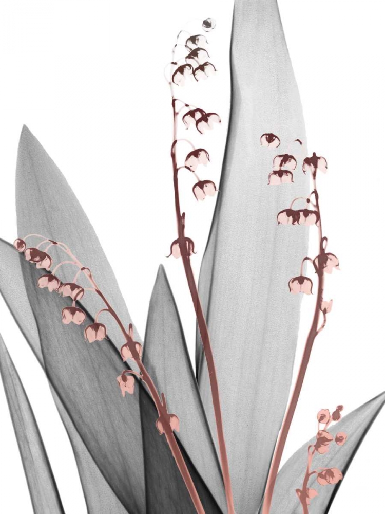 Lily of the Blush 1 art print by Albert Koetsier for $57.95 CAD